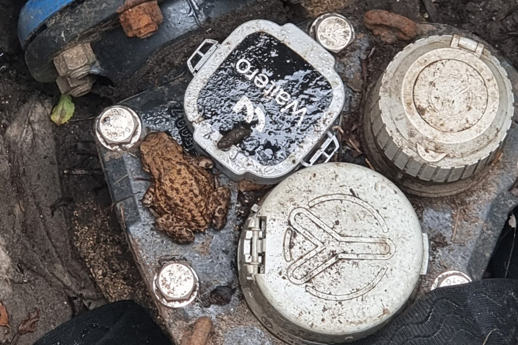 Capteur posé sur un compteur d'eau au fond d'un regard de camping, un crapaud installé juste à côté
